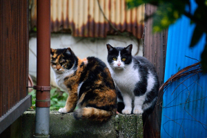 猫たちの住処