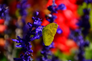 カラフルな花と戯れる蝶
