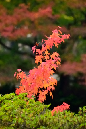 尾山神社で紅く目立つ楓