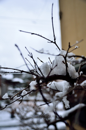 雪と枝