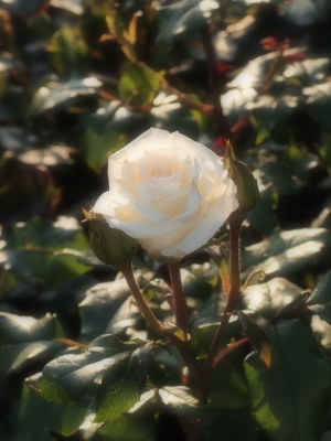 白のバラ