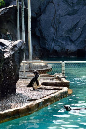 もうすぐ出番のペンギンくんたち もうすぐ出番のペンギンくんたち