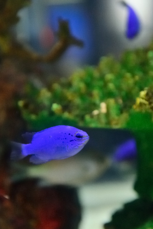 コバルトスズメ コバルトスズメ