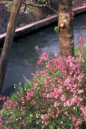 桜色