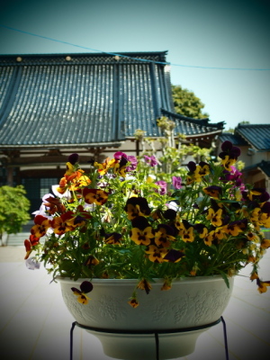 花とお寺と