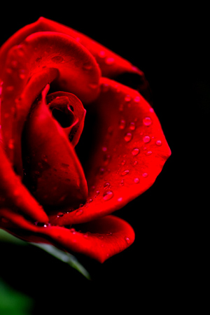 雨上がりの富樫バラ公園 真紅のバラ