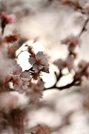 大乗寺丘陵公園の十月桜