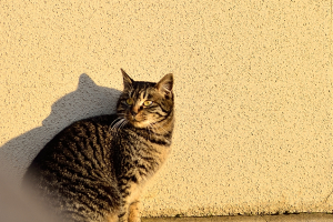 ひがし茶屋街で出逢ったネコ