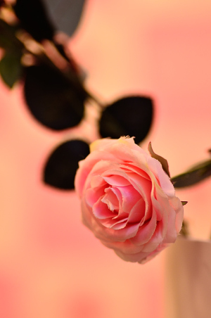 Rose Pink