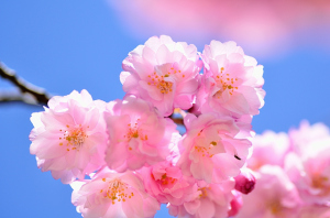 金沢城公園 青空と桜