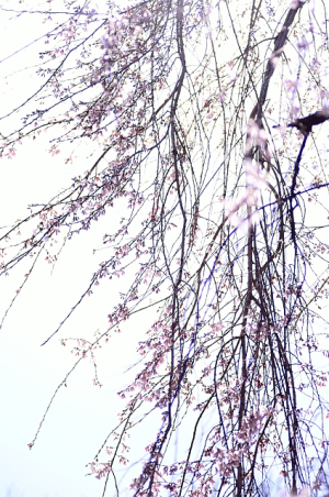 光の中で揺れる枝垂れ桜