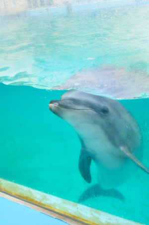 ショーを終えたバンドウイルカ のとじま水族館