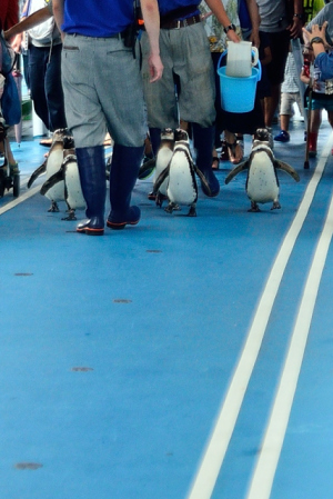 ペンギンの行進