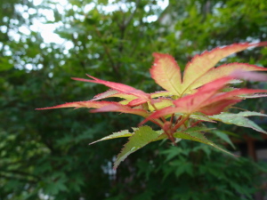 気の早い紅葉
