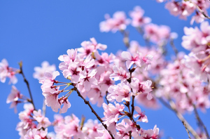 青空と金沢城公園の桜