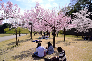 桜の宴