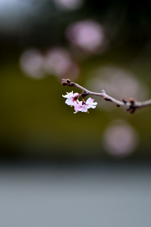 冬桜～可憐な花
