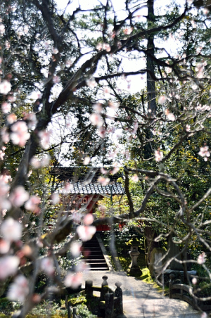 梅と金沢神社