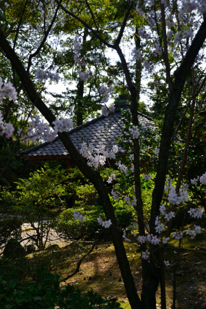 金城霊沢