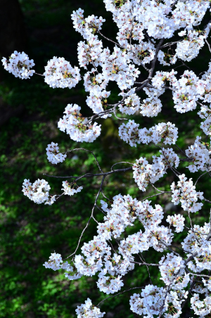 満開の桜