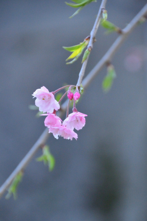 金沢清川町 名残の桜