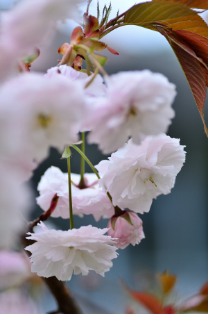 八重の桜