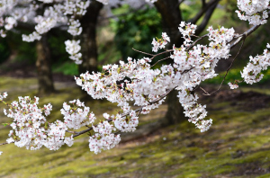 金沢 大乗寺丘陵公園の桜