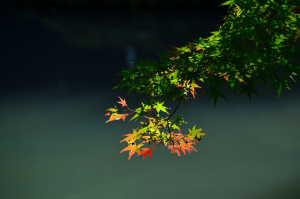 色づいた紅葉…尾山神社にて