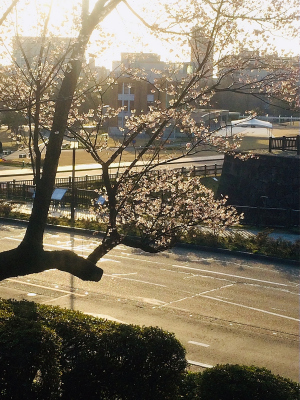 金沢で桜が開花