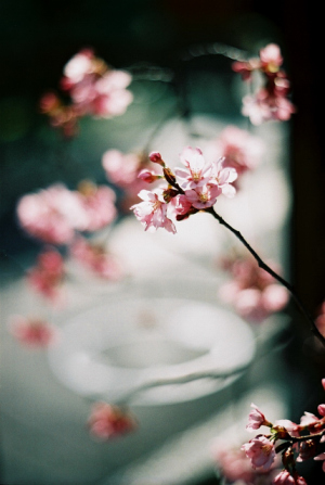 追憶の桜
