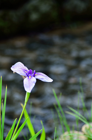 季節の花
